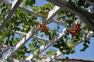Vine with red flowers on roof structure above the garden in Mediterranean stile